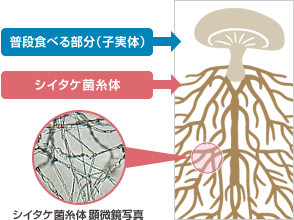 図：シイタケ菌糸体
シイタケ菌糸体は、私たちがふだん食べているシイタケの笠の部分（子実体）とは別のもので、糸状の形をしていることから菌糸体と呼ばれます。 この菌糸体に栄養が貯め込まれると、笠の部分が作り出されます。そのためシイタケの母体ともいえ、特徴的な有用成分が多く含まれています。
